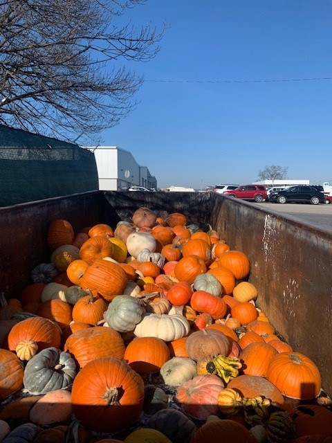 A large dumpster full of dozens of white, green, yellow and orange pumpkins.