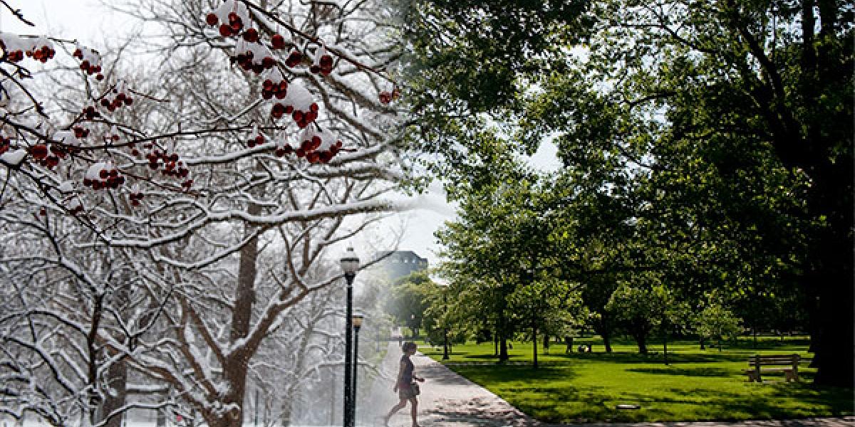 montage image of spring morphing into winter