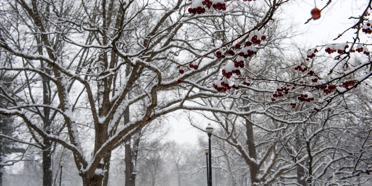 Snow covered trees are shown on the Oval.