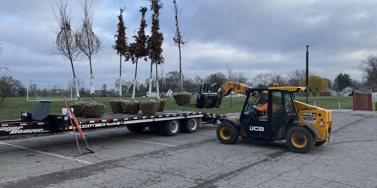 Five trees on a flatbed ready to be planted.
