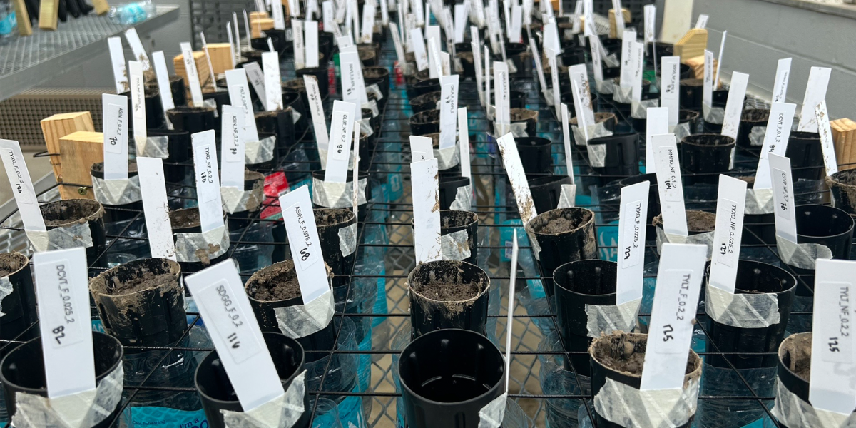 Numerous small plants in black plastic cups with white paper identifiers sticking out of them. 
