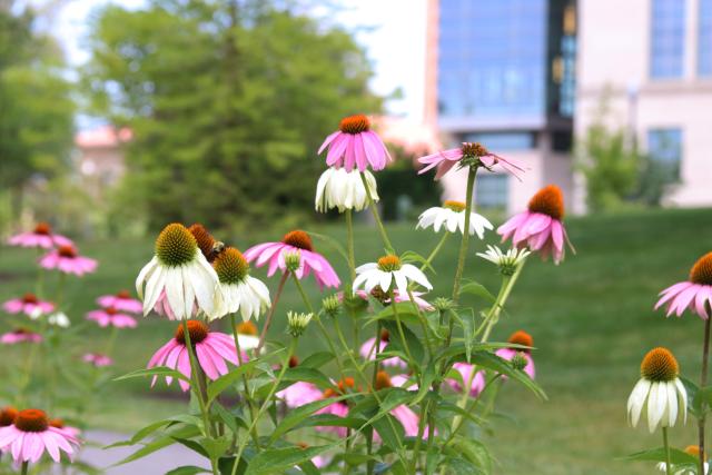 An up close shot of pink and white flowers.