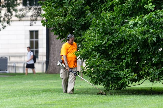 A man weed eating around the base of a tree. 