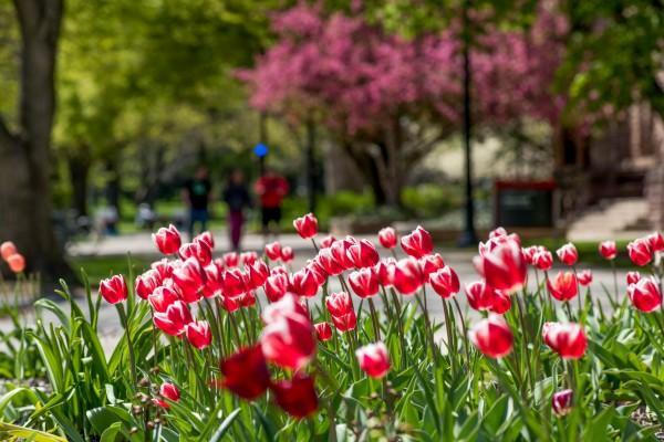 Tulips in spring