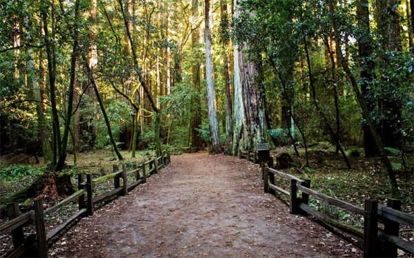 Photo of a forest