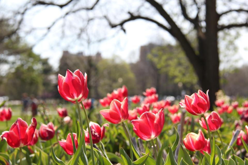 Pink flowers on the oval with a tree in the background