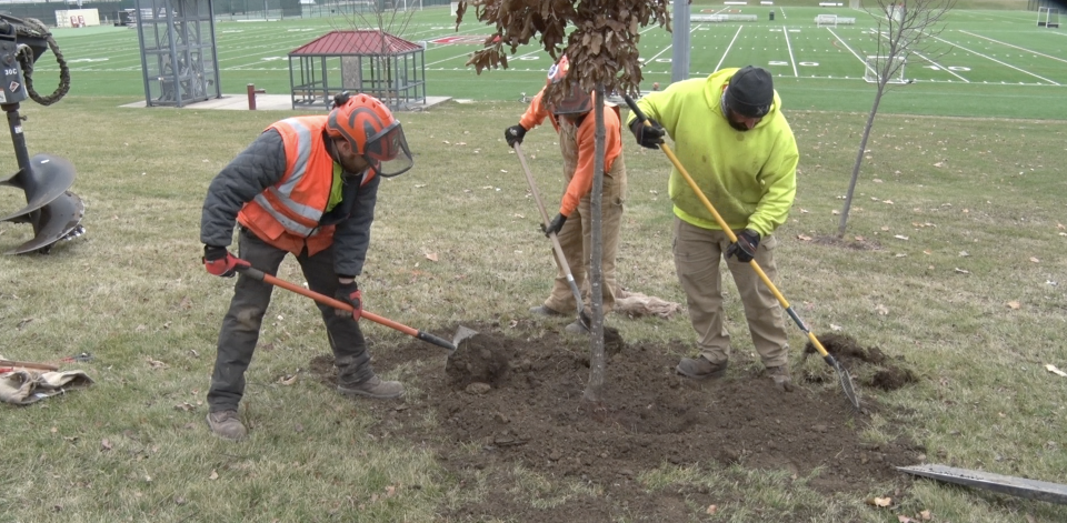 men planting trees