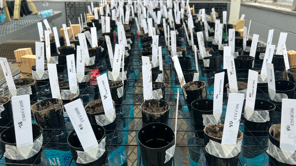 Numerous small plants in black plastic cups with white paper identifiers sticking out of them.
