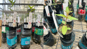 Plants being grown in recycled drink bottles.